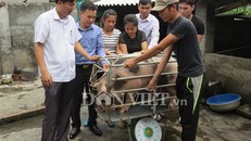 Đại diện Hội Nông dân Hải Phòng và doanh nghiệp chứng kiến quá trình cân lợn của gia đình chị Xuyến