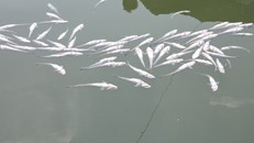 Cá chết hàng loạt khiến người dân lo lắng