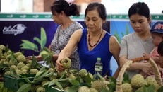 Tại điểm bán na ở Hoàng Quốc Việt (Hà Nội), người dân đã mua khoảng 2 tấn trong vòng 2 ngày qua (Ảnh: Toquoc.vn)