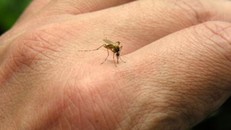 Vì sao muỗi thường đốt người này mà không đốt người kia?