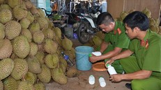Sầu riêng đã được nhúng qua hóa chất làm chín tại cơ sở của bà Tuyết. Ảnh: Nguyễn Nhật