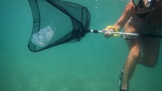 Tiến sỹ Leone cố gắng bắt một con sứa về phòng thí nghiệm để kiểm tra độc tính. (Nguồn: NYTimes)