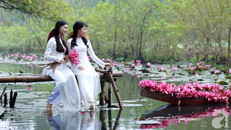 Vẻ đẹp say lòng của hoa súng suối Yến