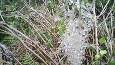 Cảnh băng giá sáng nay ở Fansipan (Ảnh: VnExpress)