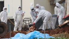 Hàn Quốc tiêu hủy 201.000 con gia cầm nhằm khống chế bùng phát dịch cúm