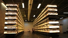 Toàn cảnh trang trại thẳng đứng lớn nhất thế giới