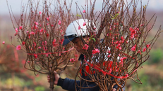 Người trồng đào hồi hộp ngóng rét để hoa bung nở đúng Tết