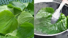 Chỉ cần ngậm nước lá lốt, đau răng sâu răng sẽ dần biến mất 