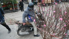  Những cành đào nhỏ theo những người chơi sớm đưa về nhà