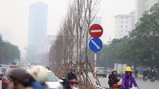 Phong lá đỏ 'đổ bộ' về Hà Nội