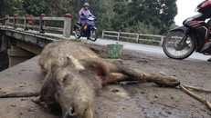 Trâu bò chết vì rét tại Lào Cai (Ảnh: Phan Hậu)