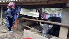 Không ít người dân đã ý thức được việc nhốt trâu vào chuồng, phủ bạt kín, giữ ấm cho đàn gia súc khi nhiệt độ xuống thấp. Ảnh: Quốc Định - Mạnh Chi