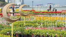 Đà Nẵng đón Tết tưng bừng với đường hoa 'Xuân sắc màu'