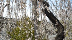 Đền Thờ Yushima Tenjin, Ueno ở Tokyo hoang hoải một sắc trắng dịu dàng của hoa mơ