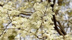 Hoa sưa Hà Nội, khúc tình tự tháng Ba