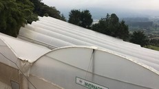 Một nhà kính trồng cần sa xuất khẩu phục vụ cho y tế của công ty FCM ở gần Medelin, Colombia. (Nguồn: NYTimes)