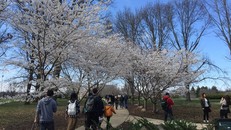 Đại học Illinois chìm trong sắc trắng hồng của hoa anh đào