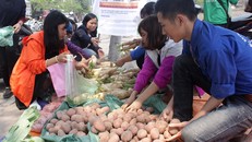 Hà Nội: Người trẻ 'giải cứu' hàng tấn nông sản 