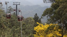 Một “Đại lão mai vàng” đang khoe sắc tại Nhà ga cáp treo số 2. Ảnh: Nguyễn Hùng