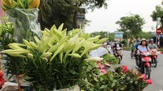 Loa kèn xuống phố gọi hè về 