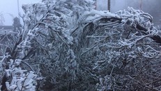 Sáng nay lớp băng trắng bao phủ Fansipan đã dày hơn đêm qua