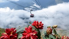 30/4 này, thử dự hội hoa Tây Bắc ở Fansipan không?