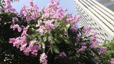 Trên nhiều góc phố Hà Nội, bằng lăng đã tím rợp trời