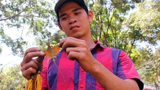 Quý ông lùng mua ‘thần dược phòng the’ có cánh ở miền Tây