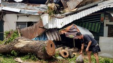 Cây cổ thụ bật gốc đè 3 căn nhà ở Sài Gòn, bé gái 13 tuổi bị thương