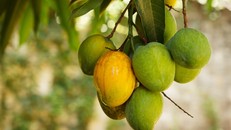 Táo bón mãn tính đừng 'bỏ qua' loại quả này