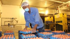 Giá trứng gà tại các trang trại cũng đã tăng 300 - 400 đồng/quả. Ảnh: Thuận Hải.