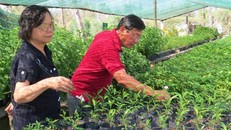 Vợ chồng Kỹ sư Tuyết Anh-Hoàng Lâm đã bảo tồn thành công nhiều gene dược liệu quý hiếm 