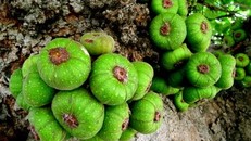 8 loại quả giúp tăng ham muốn 'chuyện ấy'