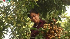 Giá nhãn bán cho thương lái hái xô chỉ dao động từ 10.000 - 12.000/kg