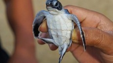 Các nhà khoa học đã phát hiện ra từ 1 đến 329 miếng nhựa khác nhau được rùa ăn nuốt phải