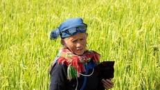 Ruộng bậc thang Mù Căng Chải đồng loạt 'thay áo' trong mùa vàng rực óng 