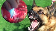 Kinh hoàng bé trai 2 tuổi bị chó Becgie 40kg nhà hàng xóm cắn đến rạn sọ, lòi nhãn cầu