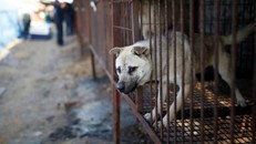 Đài Loan sẽ khởi tố 2 lao động Việt về tội làm thịt chó