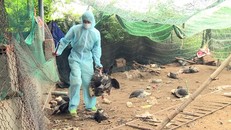 Ổ cúm H5N6 có độc lực rất mạnh bùng phát trên đàn gà 2.000 con ở Phú Yên
