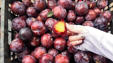 Lừa bán đặc sản Sa Pa, dân Việt ăn hết 3.000 tấn mận Tàu