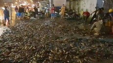 Hơn 100 người giúp tài xế gom 2,7 tấn cá bị đổ tràn trên quốc lộ