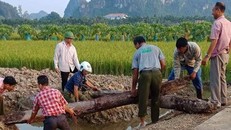 Phát hiện 2 cọc gỗ cổ bên sông Bạch Đằng