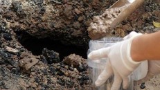 Tìm thấy vi khuẩn Whitmore trong mẫu đất vườn của gia đình có 3 trẻ tử vong