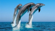 Cá heo có thực sự thông minh như chúng ta nghĩ?