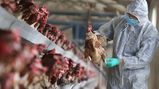 Cúm gà H5N1 bùng phát giữa đại dịch corona