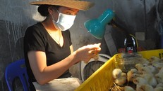 Thợ soi lỗ huyệt gà sẽ có thu nhập từ 1-2 triệu đồng/ ngày, tùy thuộc vào tay nghề và số lượng gà được chọn.