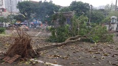 Cây đổ tại đường Tam Trinh.