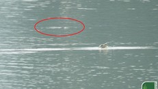 Bức ảnh ghi nhận 2 cá thể rùa Hoàn Kiếm cùng nổi lên ở hồ Đồng Mô. Ảnh: ATP