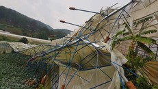 Chuyên gia lý giải hiện tượng mưa đá bất thường ở Đà Lạt khiến rau màu hư hỏng