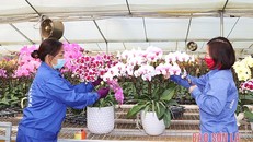 Chăm sóc hoa lan tại Công ty cổ phần hoa Nhiệt đới, xã Đông Sang, huyện Mộc Châu. (Ảnh: Báo Sơn La)